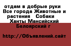 отдам в добрые руки - Все города Животные и растения » Собаки   . Ханты-Мансийский,Белоярский г.